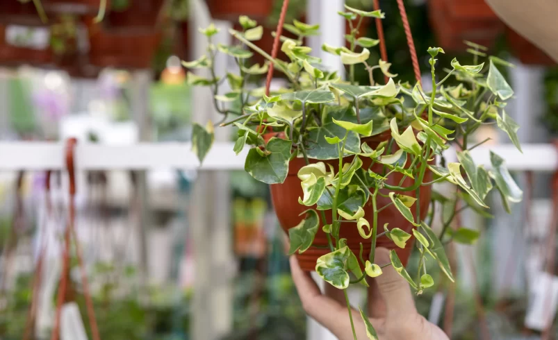 Břečťan v květináči