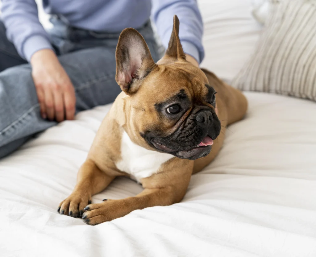 Francouzský buldoček leží na posteli